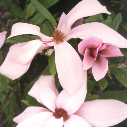 Magnolia - Saucer - ‘Ann’