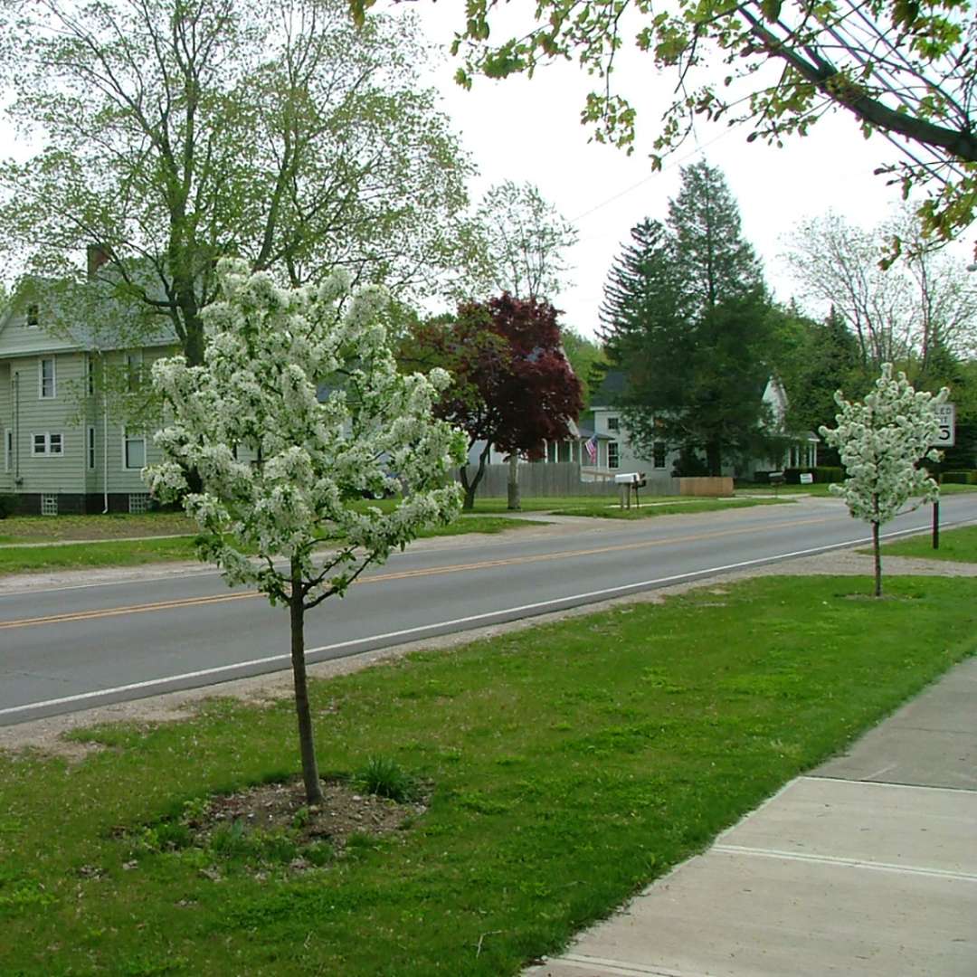 Crabapple - SWEET SUGAR TYME