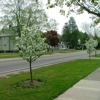 Crabapple - SWEET SUGAR TYME