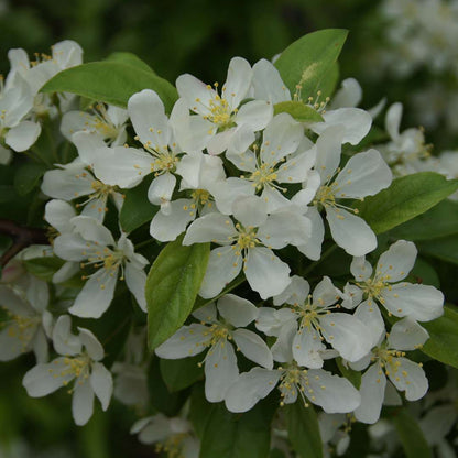 Crabapple - SWEET SUGAR TYME