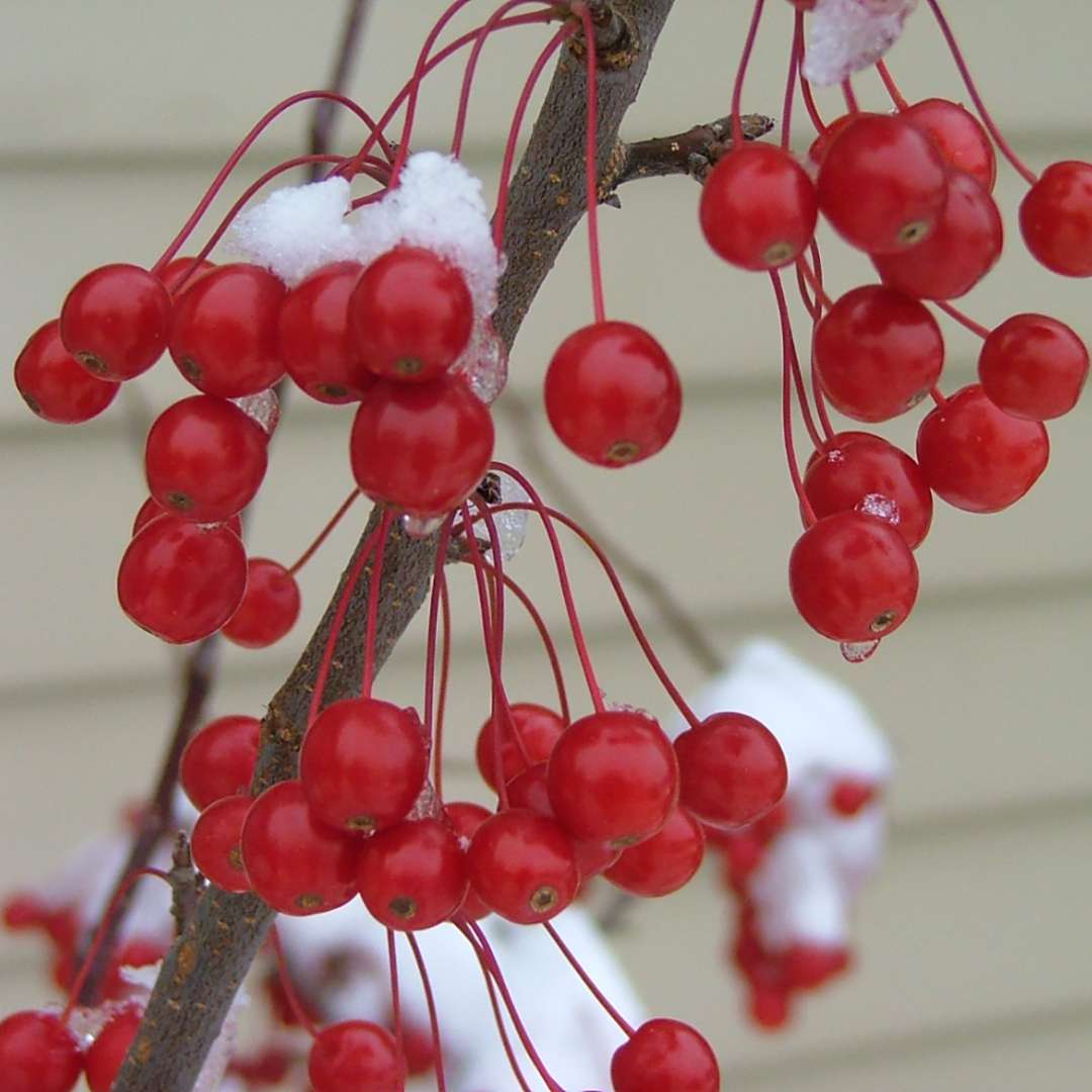 Crabapple - SWEET SUGAR TYME