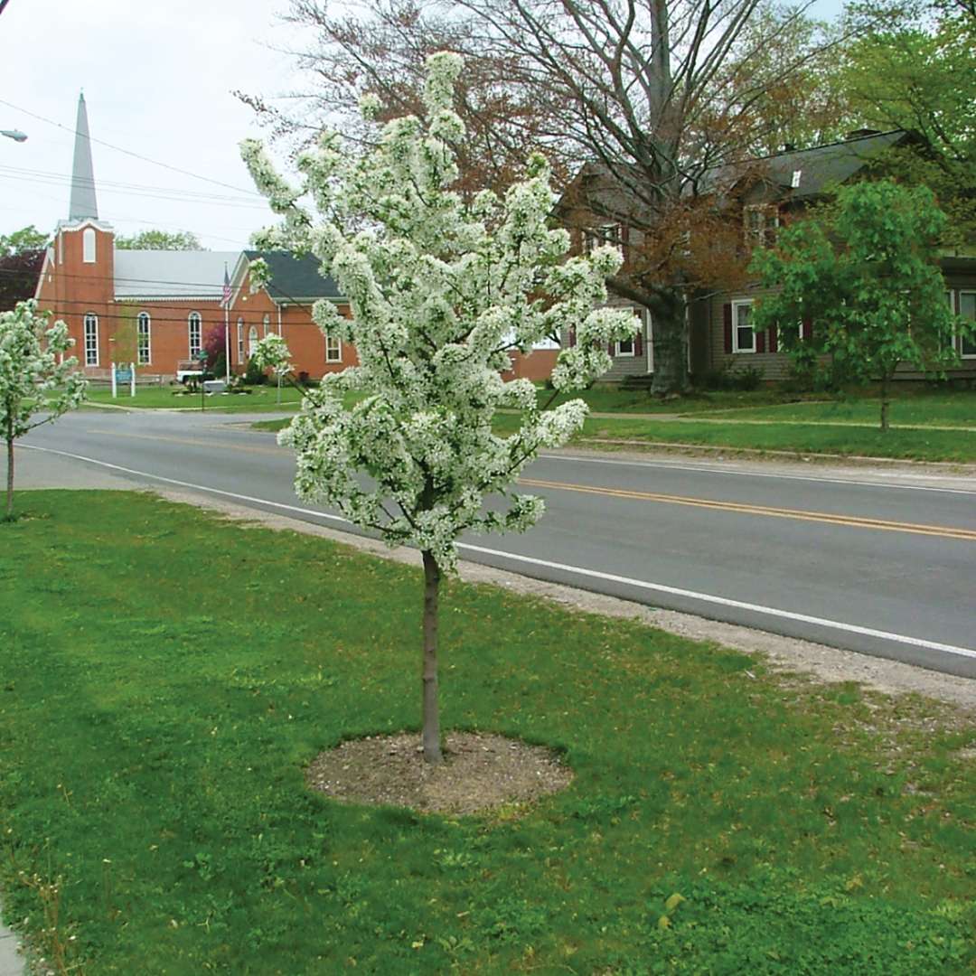 Crabapple - SWEET SUGAR TYME