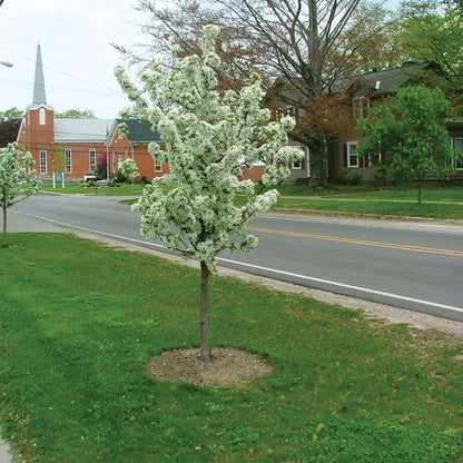 Crabapple - SWEET SUGAR TYME