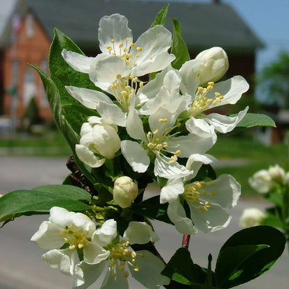 Crabapple - SWEET SUGAR TYME