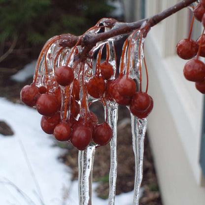 Crabapple - SWEET SUGAR TYME