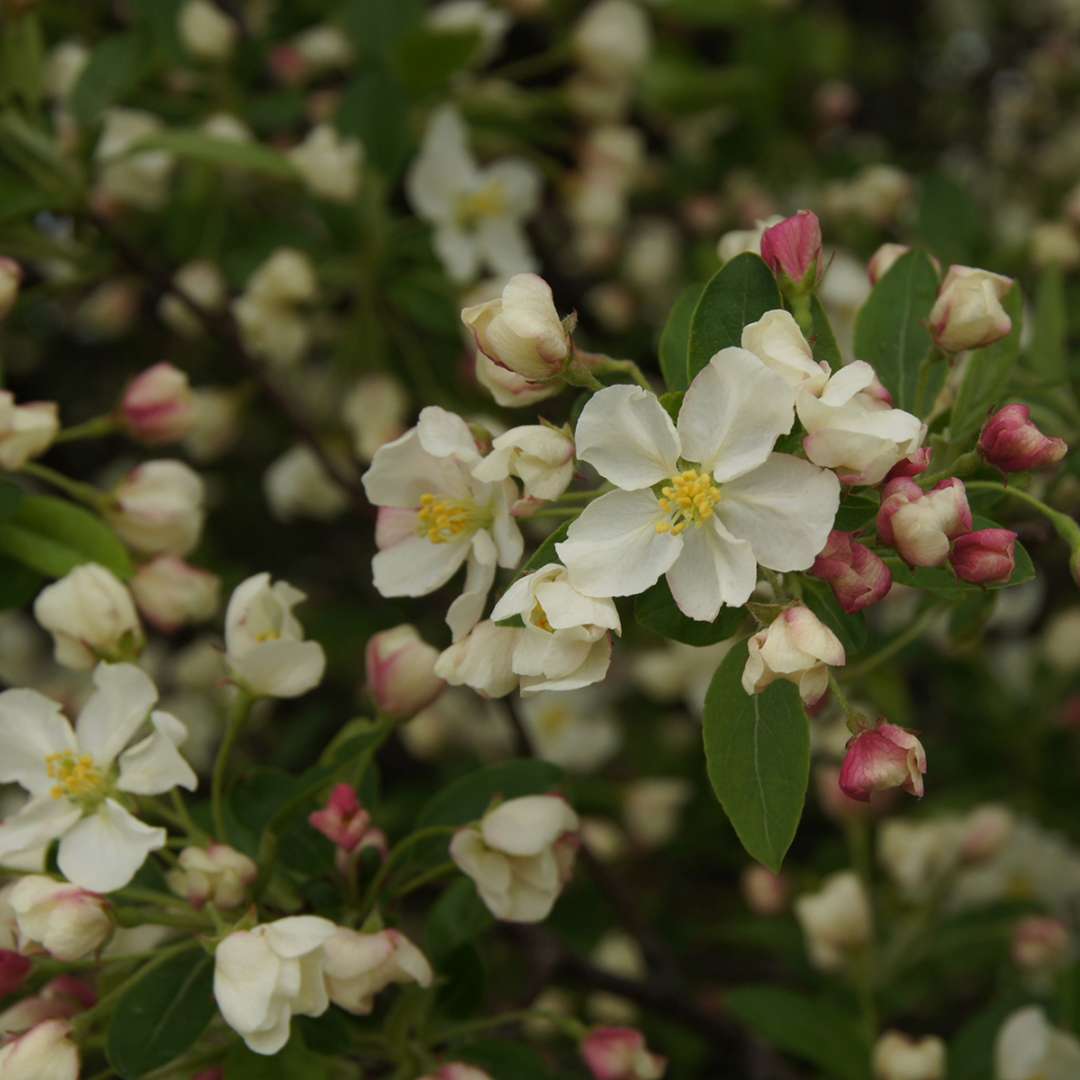 Crabapple - LOLLIPOP