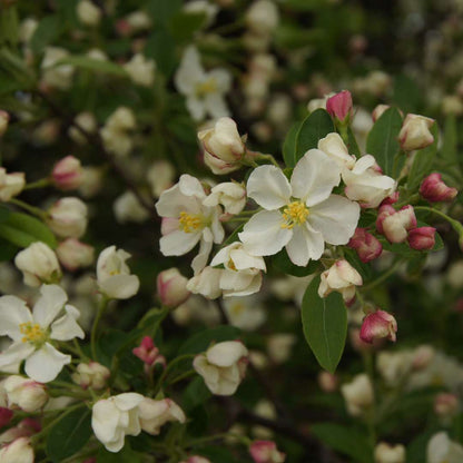 Crabapple - LOLLIPOP