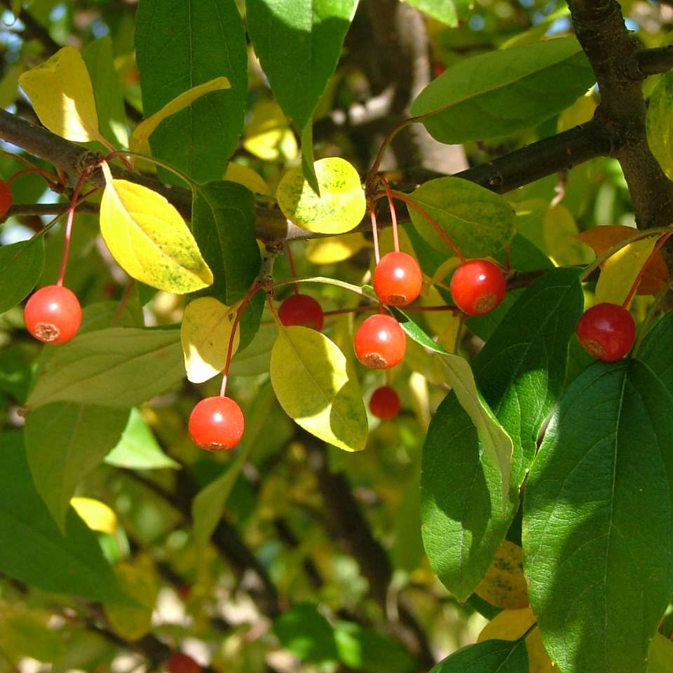 Crabapple - LOLLIPOP