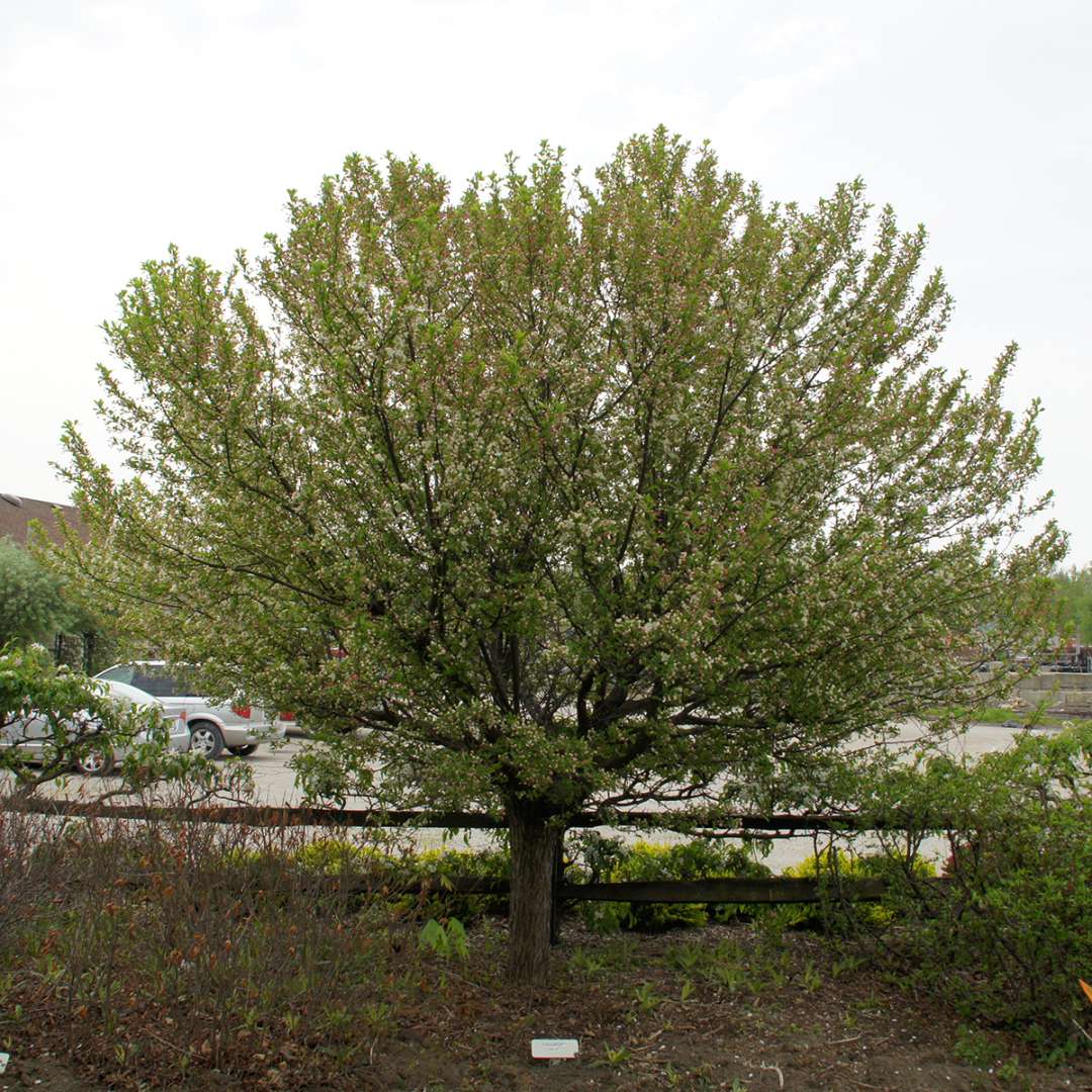 Crabapple - LOLLIPOP