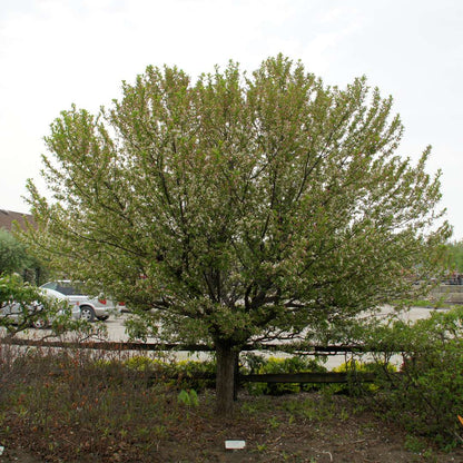 Crabapple - LOLLIPOP