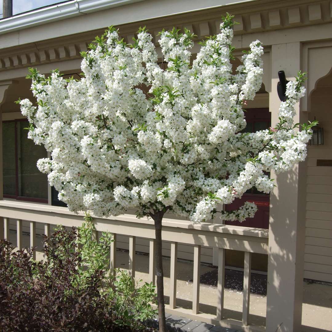 Crabapple - LOLLIPOP