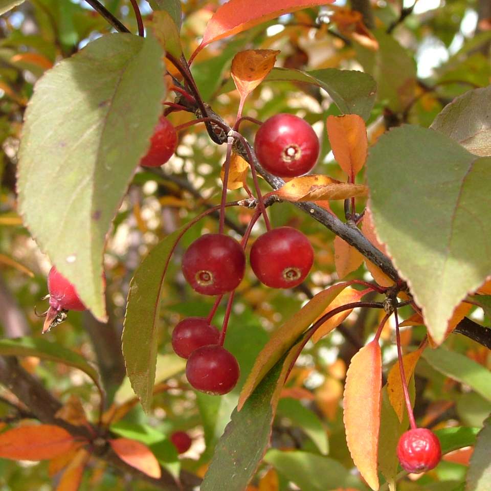 Crabapple - SHOW TIME