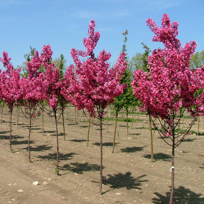 Crabapple - SHOW TIME