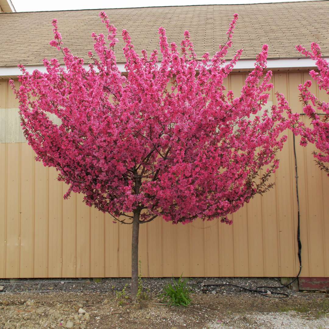 Crabapple - SHOW TIME
