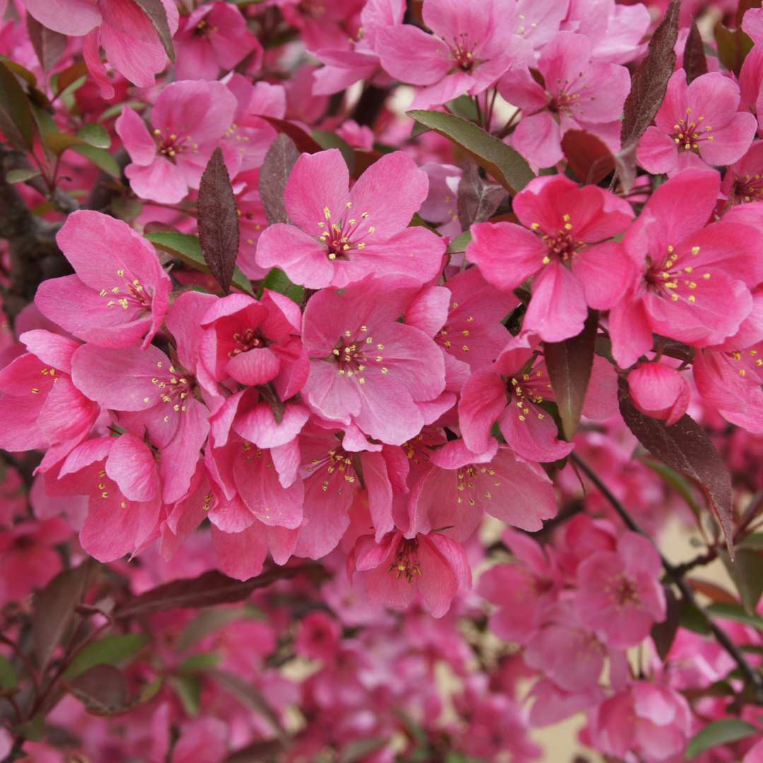 Crabapple - SHOW TIME
