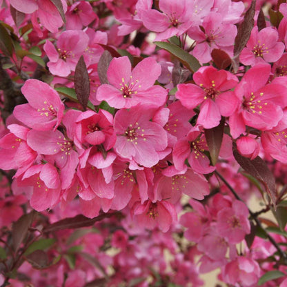 Crabapple - SHOW TIME