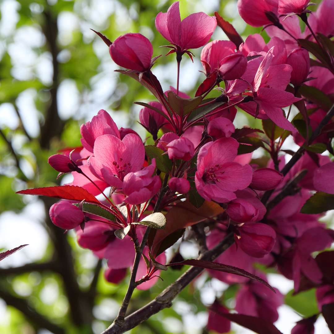 Crabapple - SHOW TIME