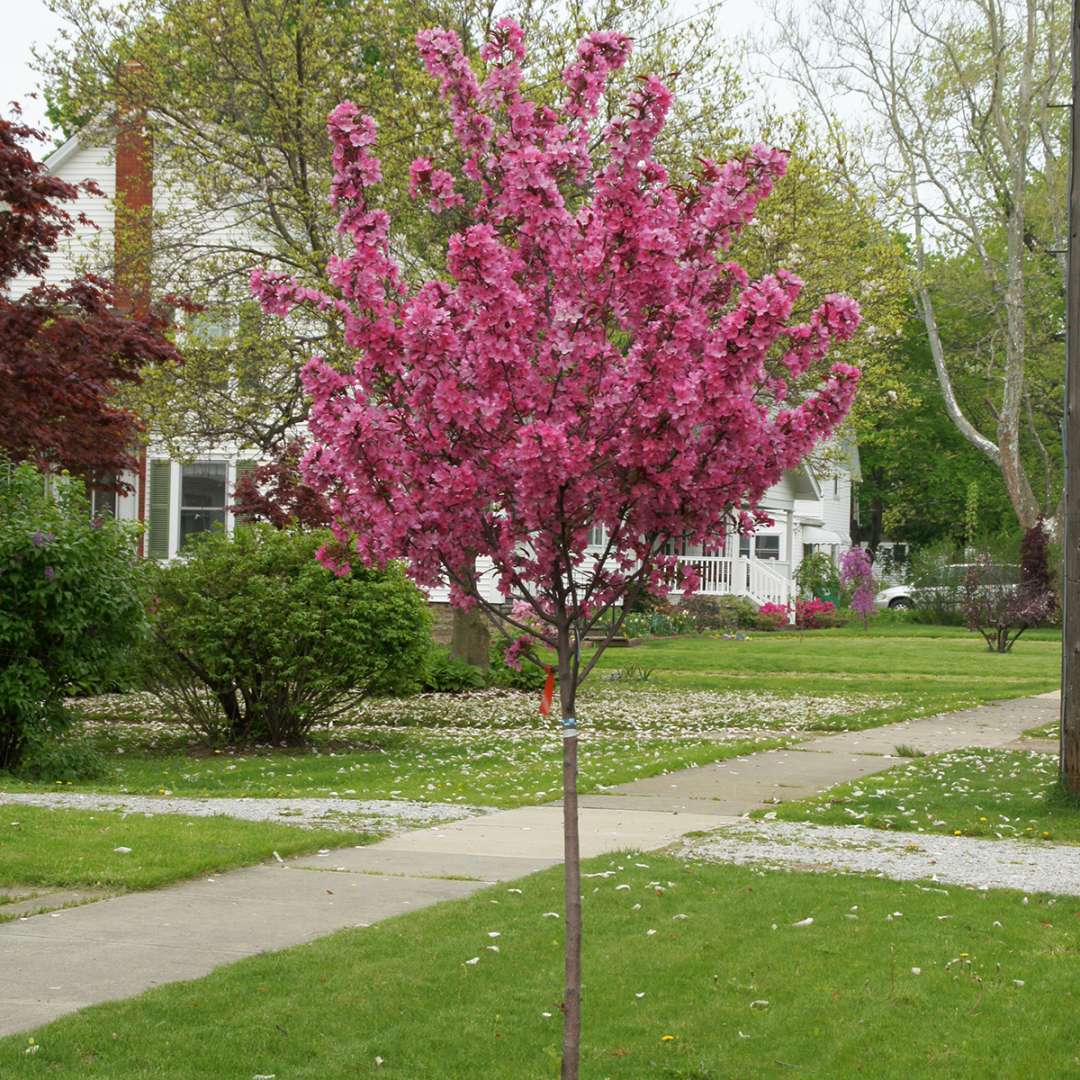 Crabapple - SHOW TIME