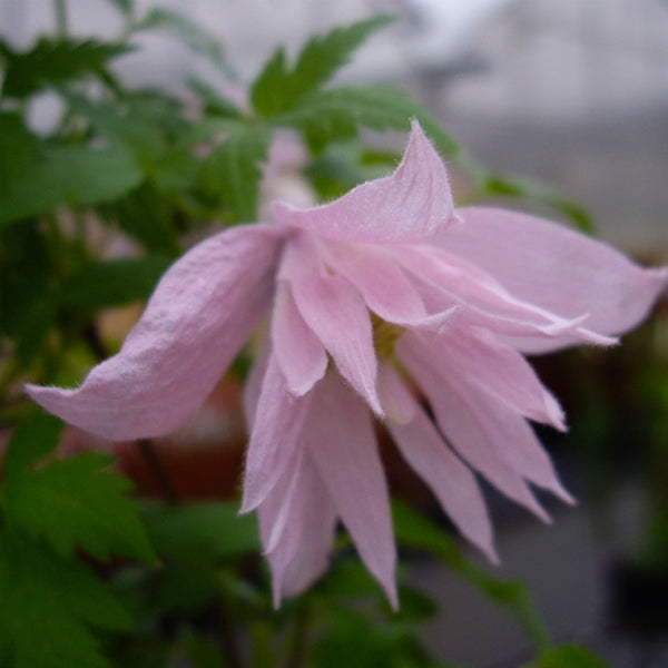 Clematis - macropetala Markham Pink