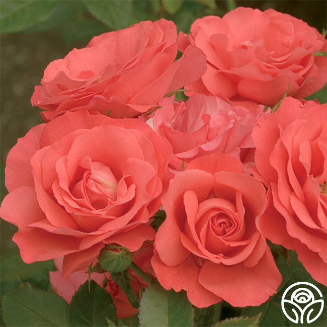 Rose - Marmalade Skies