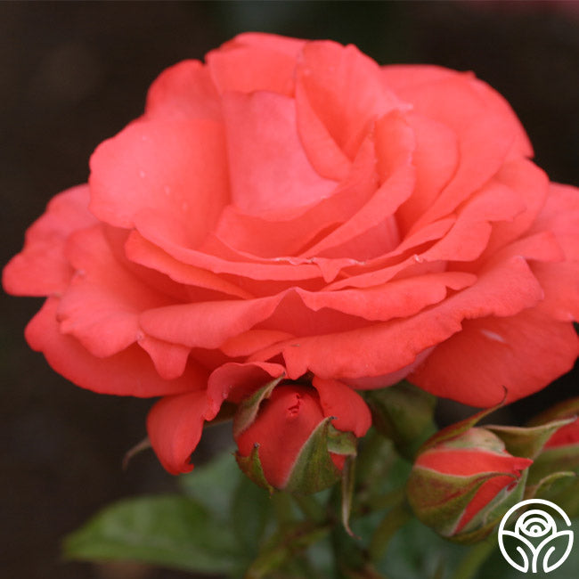 Rose - Marmalade Skies