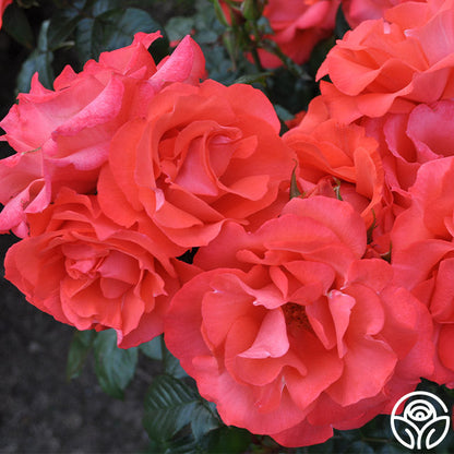 Rose - Marmalade Skies