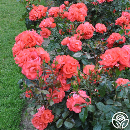 Rose - Marmalade Skies