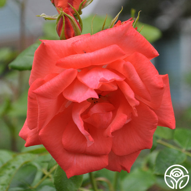 Rose - Marmalade Skies