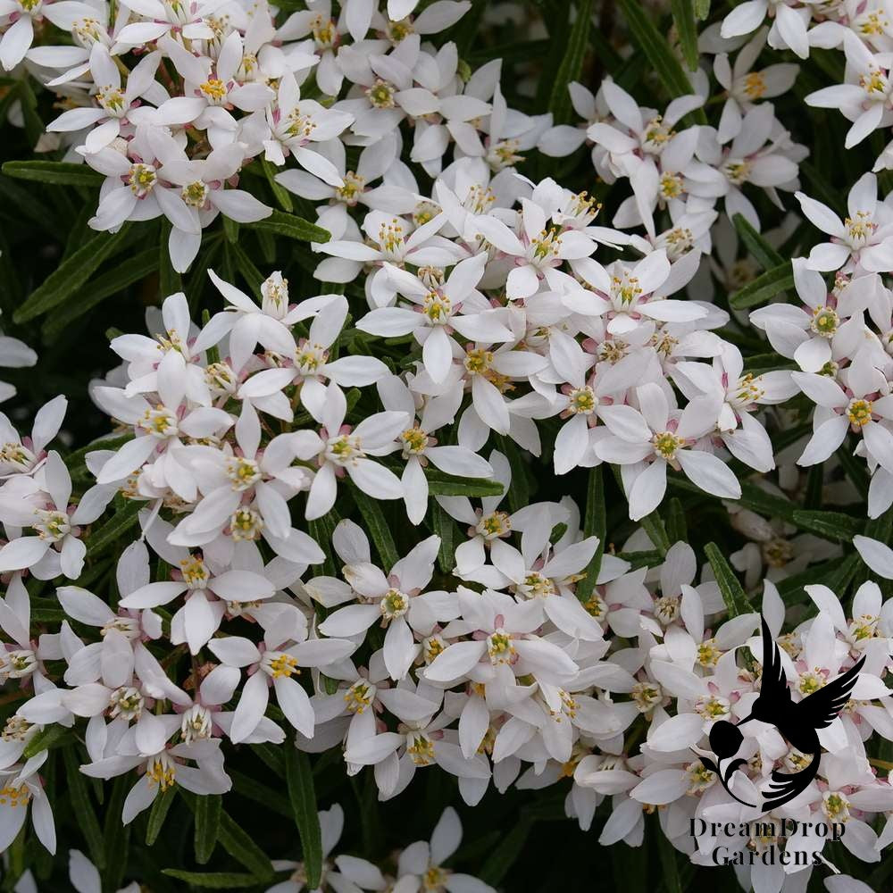 Mexican Orange - Pinball Blizzard — DreamDrop Gardens photo 1