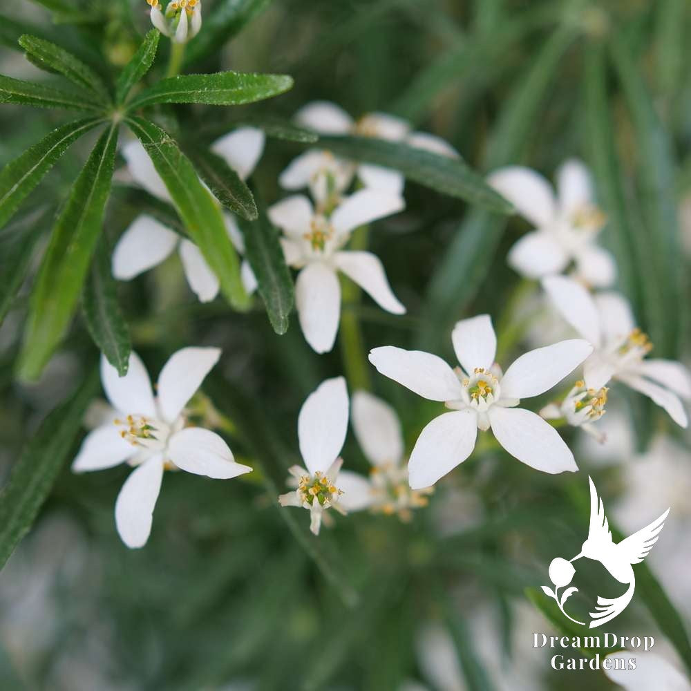 Mexican Orange - Pinball Blizzard — DreamDrop Gardens photo 2