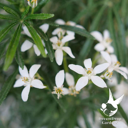 Mexican Orange - Pinball Blizzard — DreamDrop Gardens photo 2