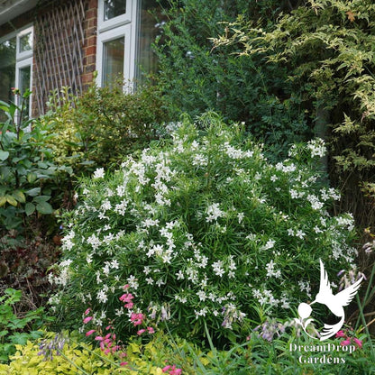 Mexican Orange - Pinball Blizzard — DreamDrop Gardens photo 3