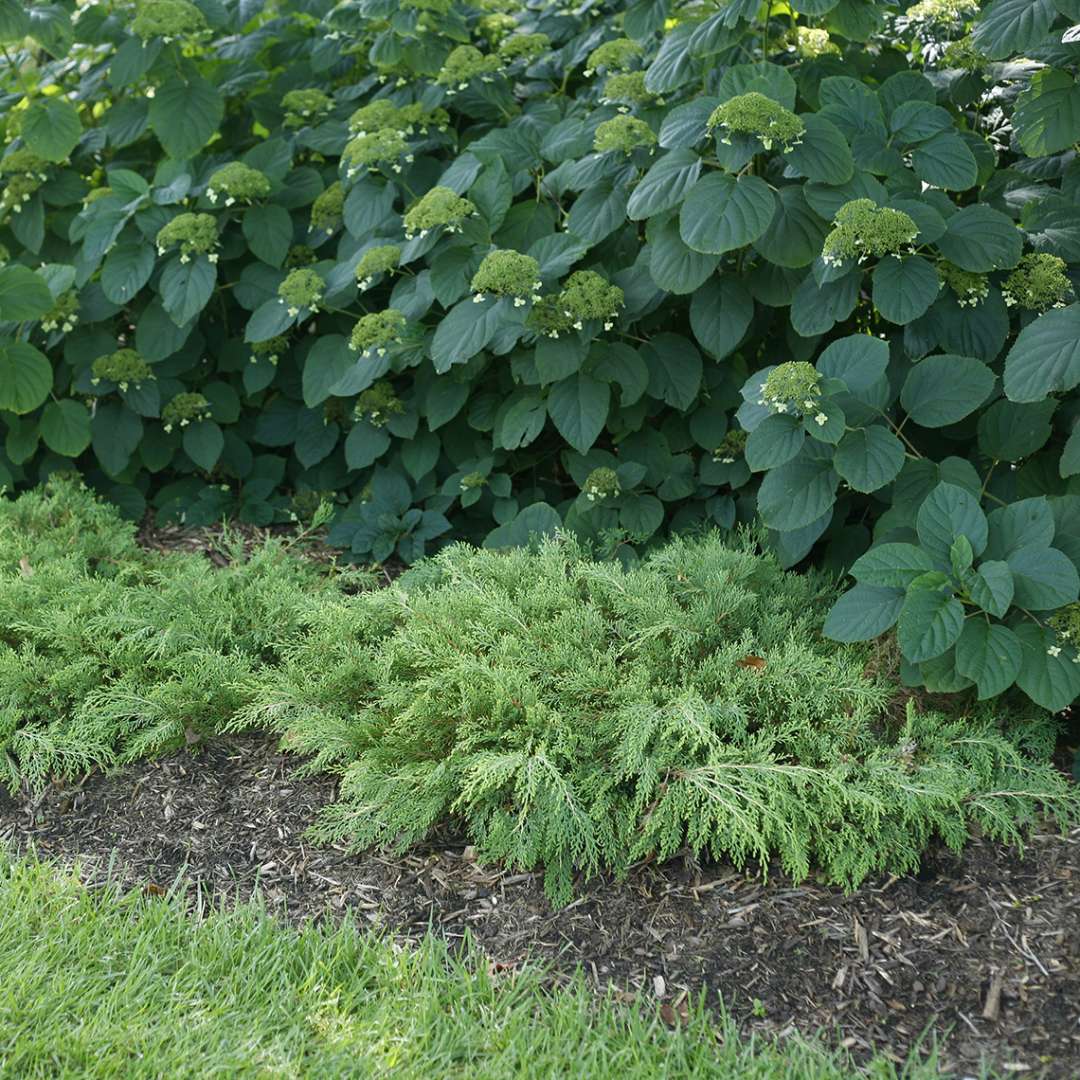 Siberian Cypress - CELTIC PRIDE