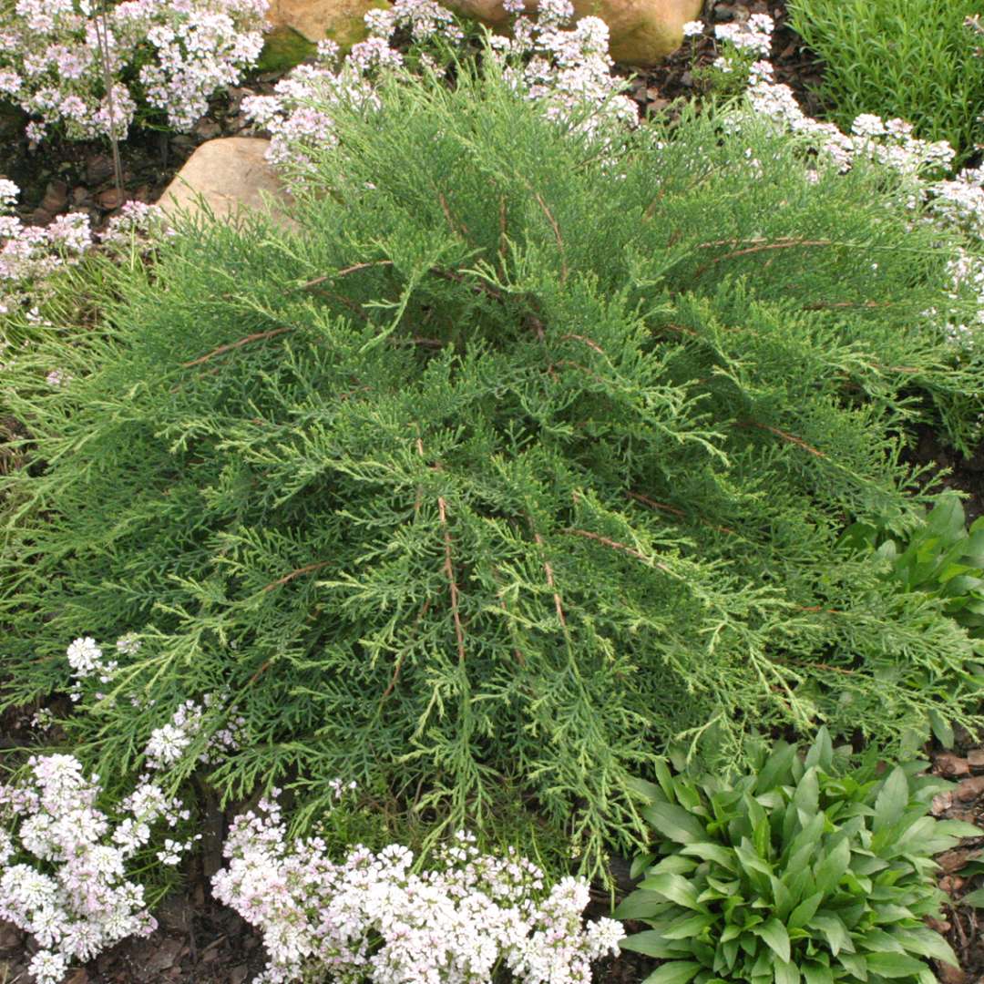 Siberian Cypress - CELTIC PRIDE