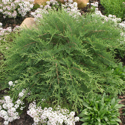 Siberian Cypress - CELTIC PRIDE