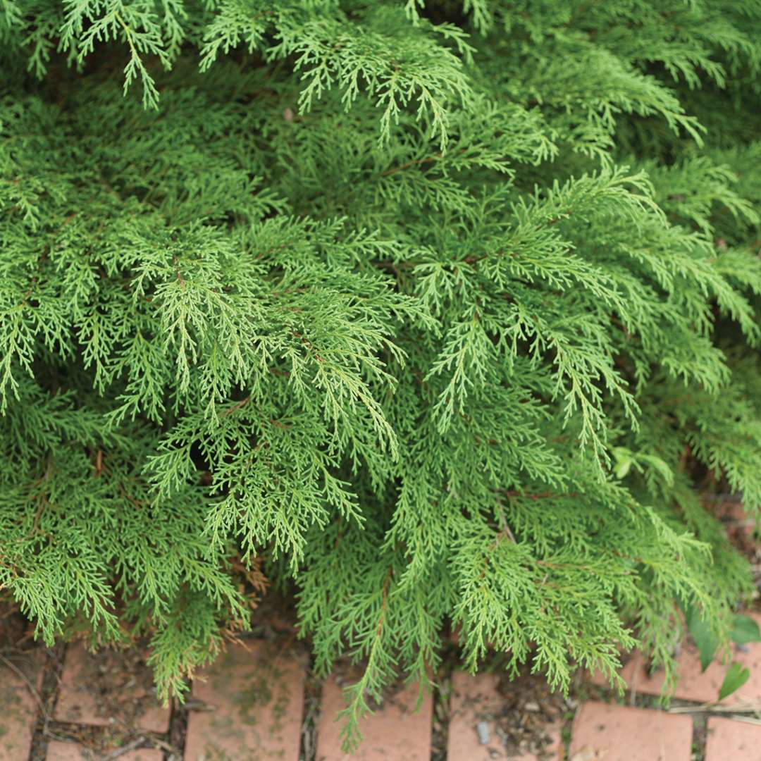 Siberian Cypress - CELTIC PRIDE