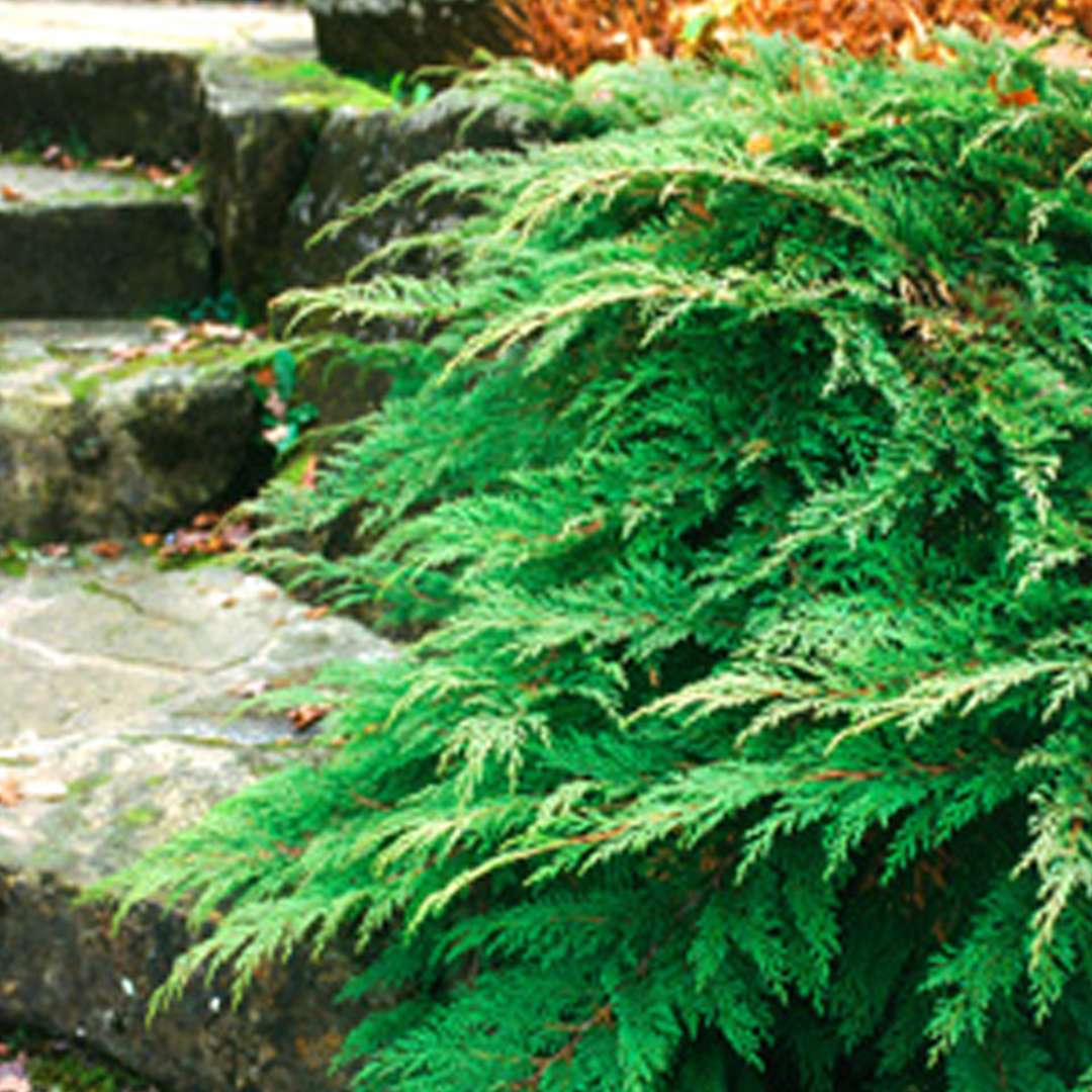 Siberian Cypress - Microbiota
