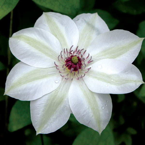 Clematis - Miss Bateman
