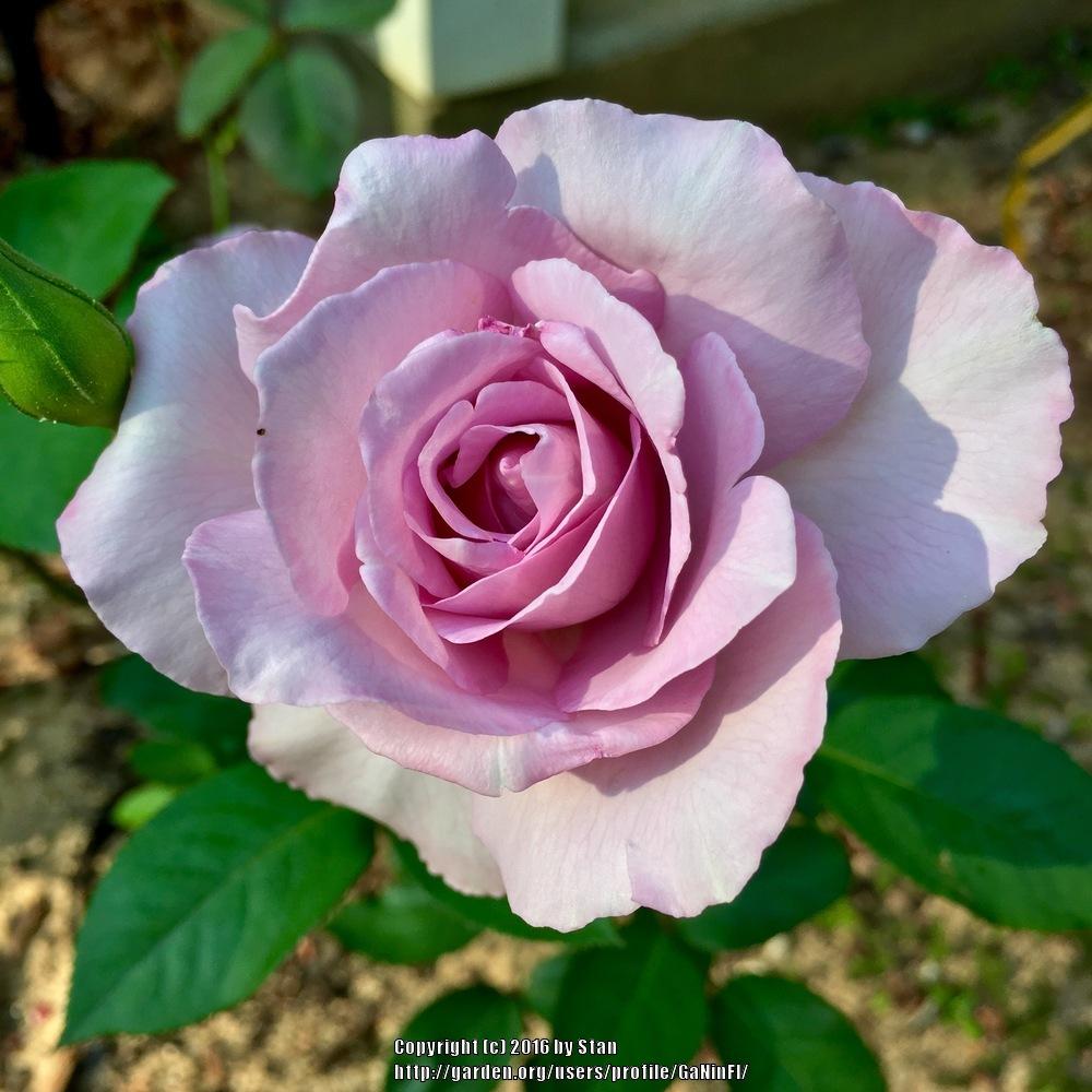 Rose - Moonlight Magic  - Hybrid Tea