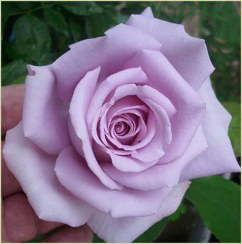 Rose - Moonlight Magic  - Hybrid Tea