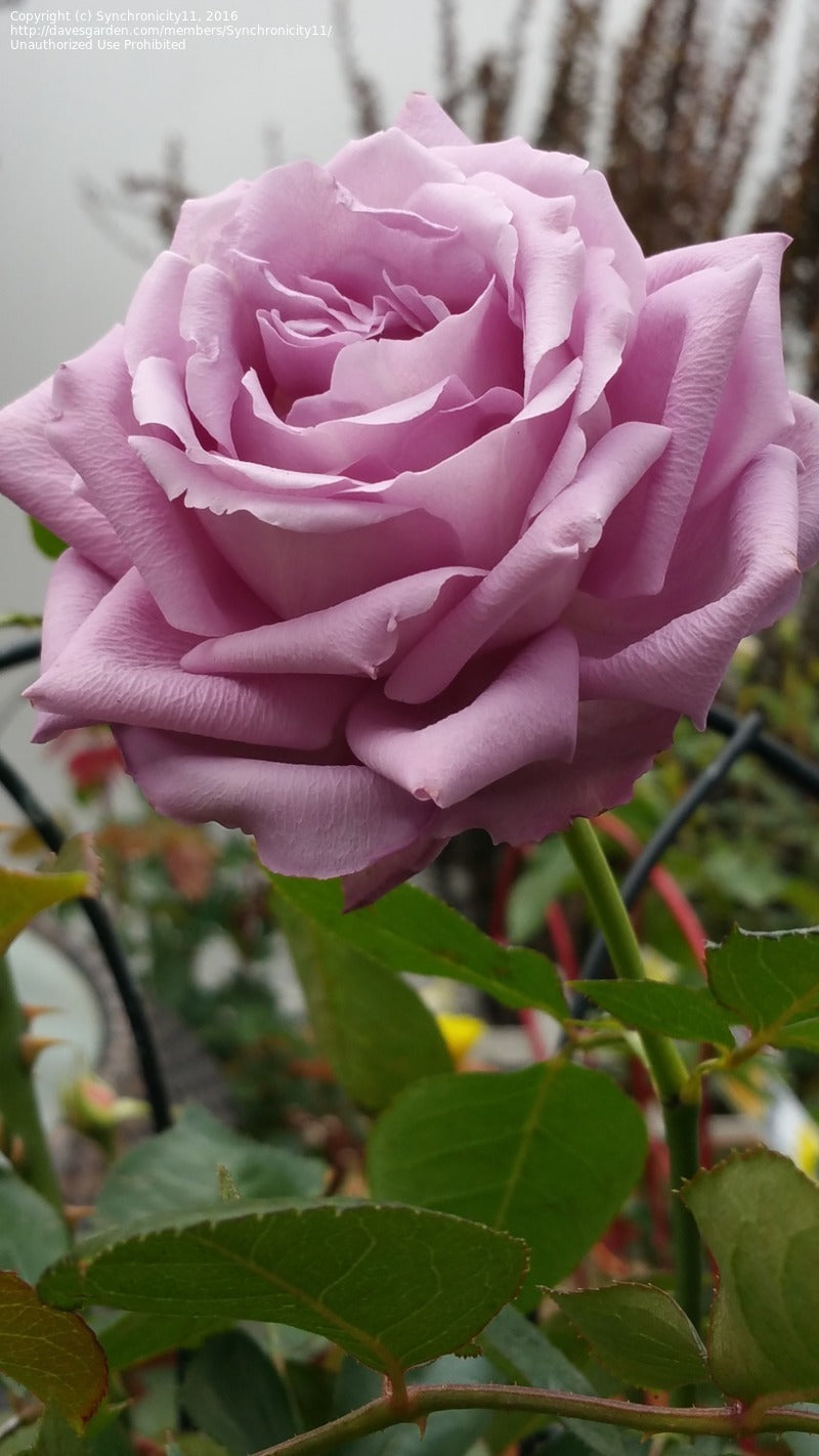 Rose - Moonlight Magic  - Hybrid Tea