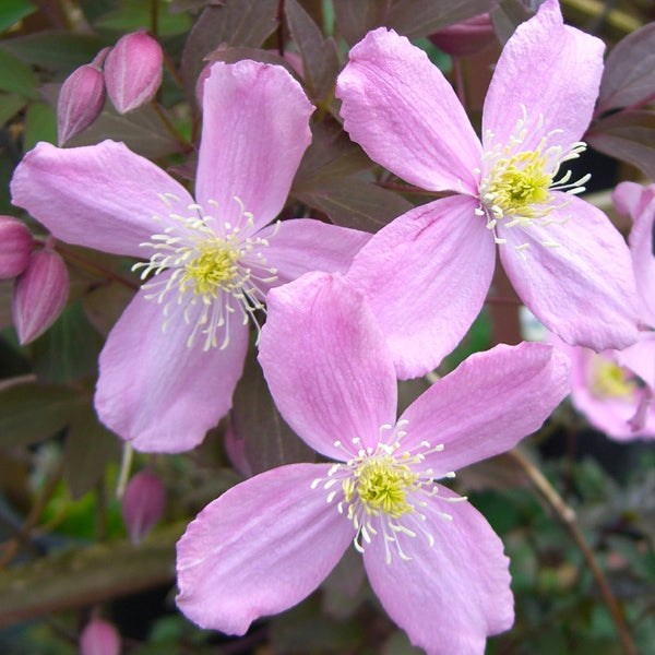 Clematis - montana Fragrant Spring