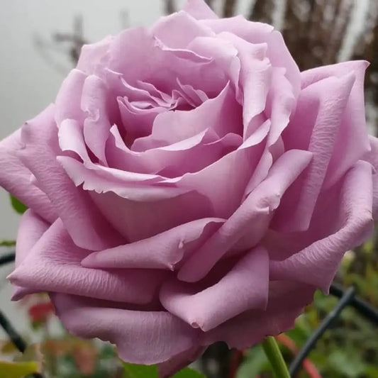 Rose - Moonlight Magic