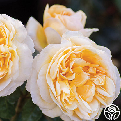 Rose - Romantica Moonlight