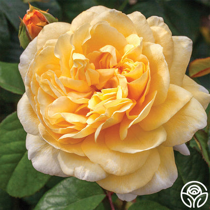 Rose - Romantica Moonlight