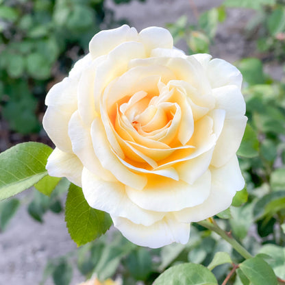 Rose - Romantica Moonlight