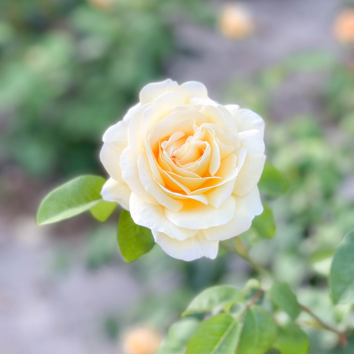 Rose - Romantica Moonlight