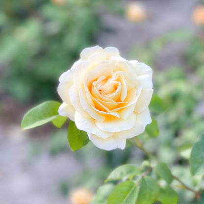 Rose - Romantica Moonlight