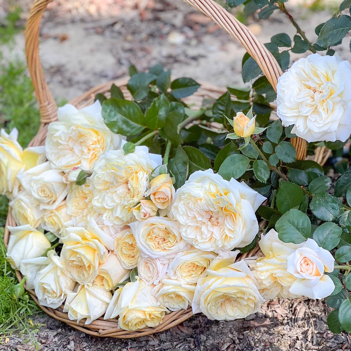 Rose - Romantica Moonlight
