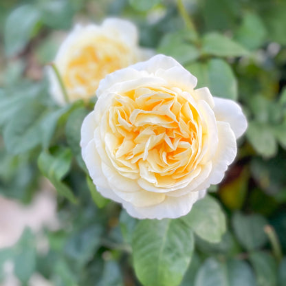 Rose - Romantica Moonlight